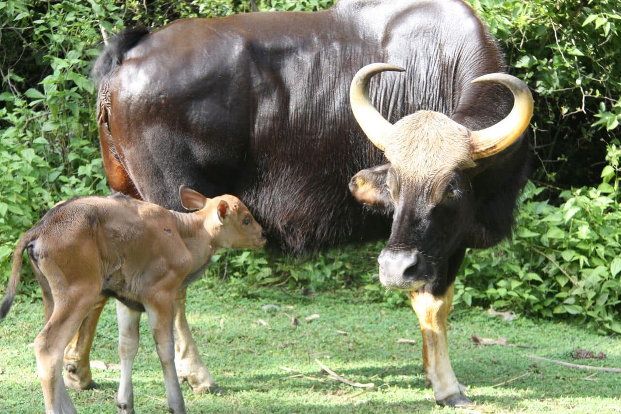  Phnom Tamao Zoo Phnom Penh Cambodia