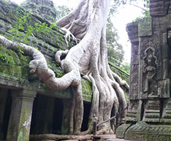 Ta Prohm Cambodia